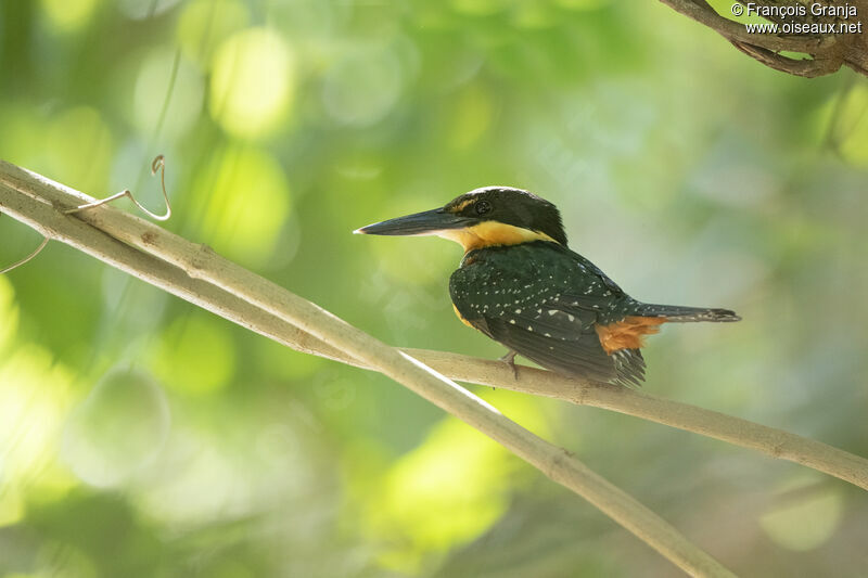 Green-and-rufous Kingfisher