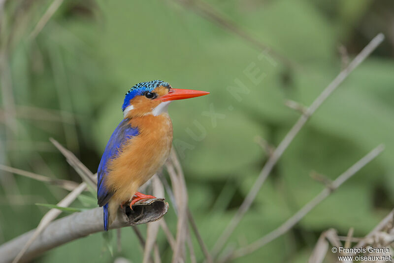 Malachite Kingfisheradult