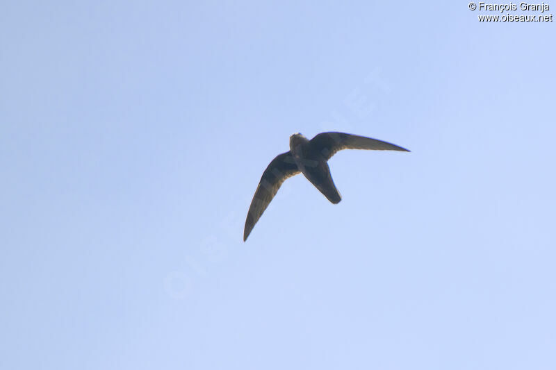 Great Dusky Swift