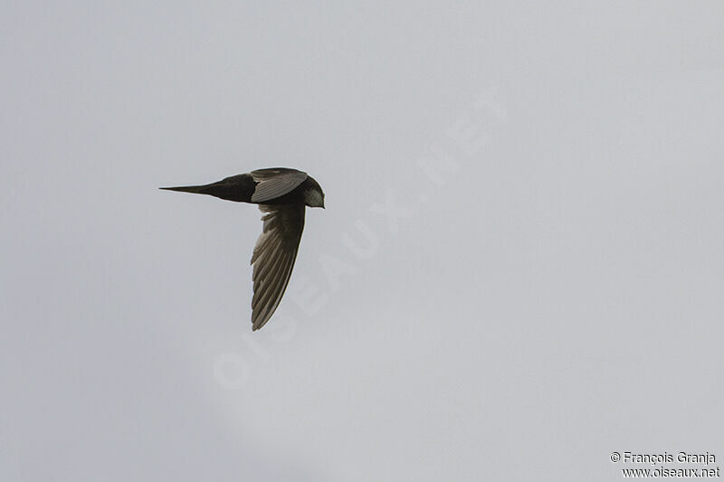 White-rumped Swiftadult