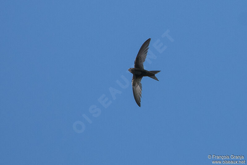 Common Swiftadult