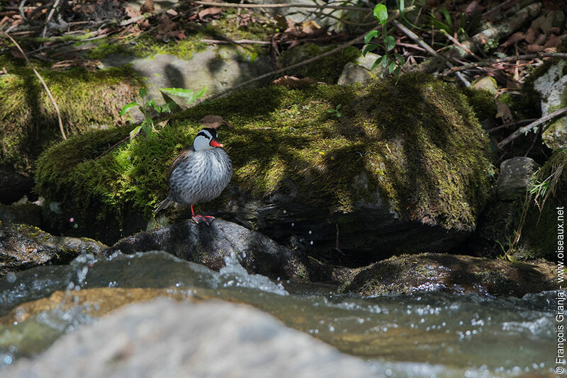 Torrent Duck