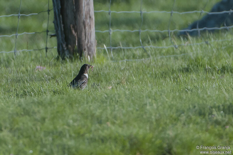 Ring Ouzel male adult