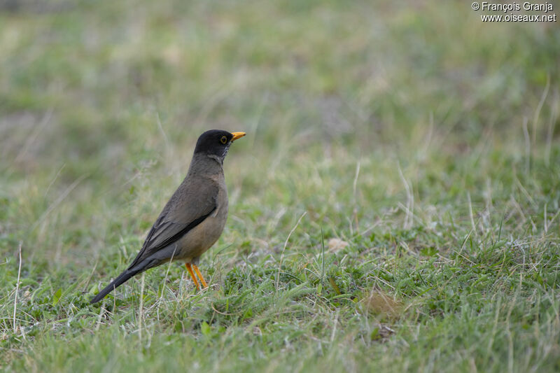 Austral Thrush