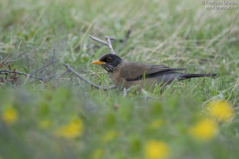 Austral Thrush