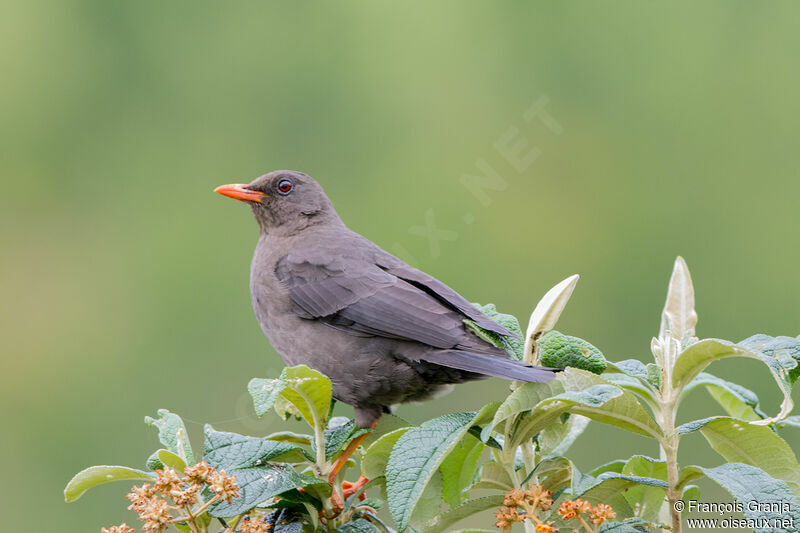 Chiguanco Thrush