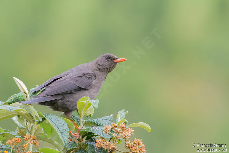 Chiguanco Thrush