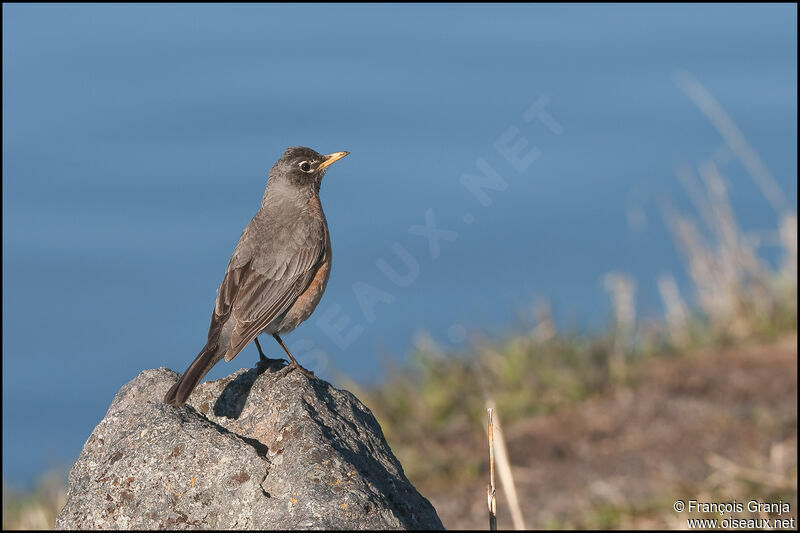 American Robin