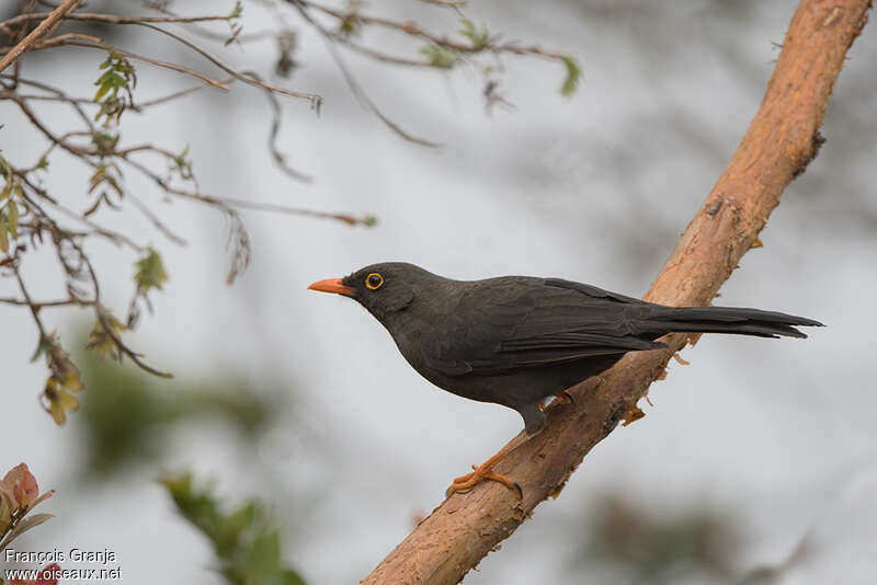 Great Thrush male adult, identification