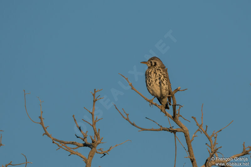 Groundscraper Thrush