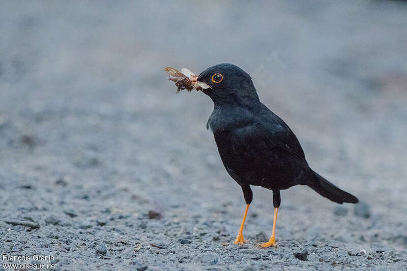 Glossy-black Thrush male adult, feeding habits