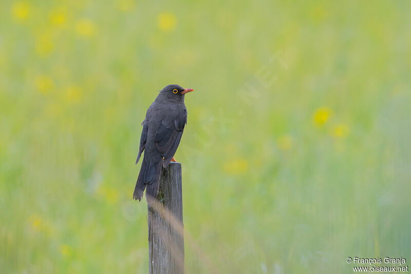 Glossy-black Thrush