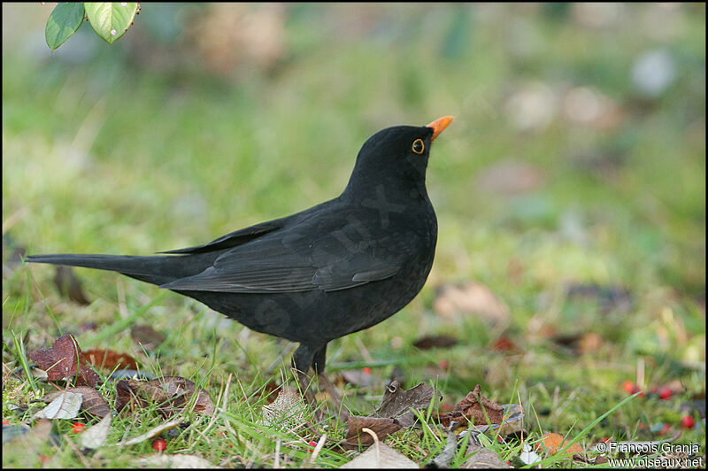 Common Blackbird male adult