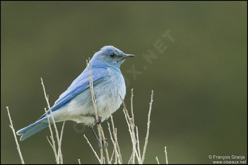 Mountain Bluebird male adult