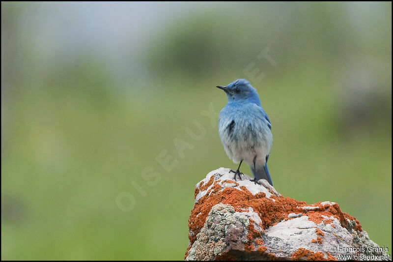 Mountain Bluebird male adult