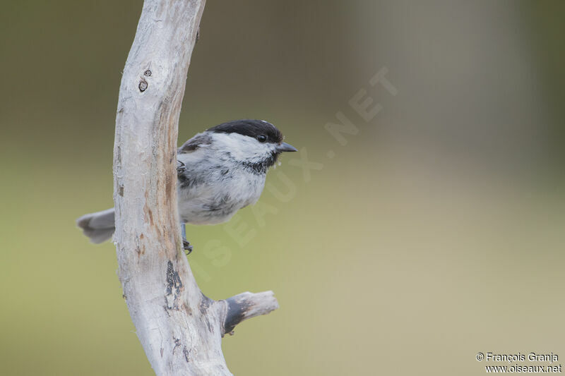 Mésange boréale