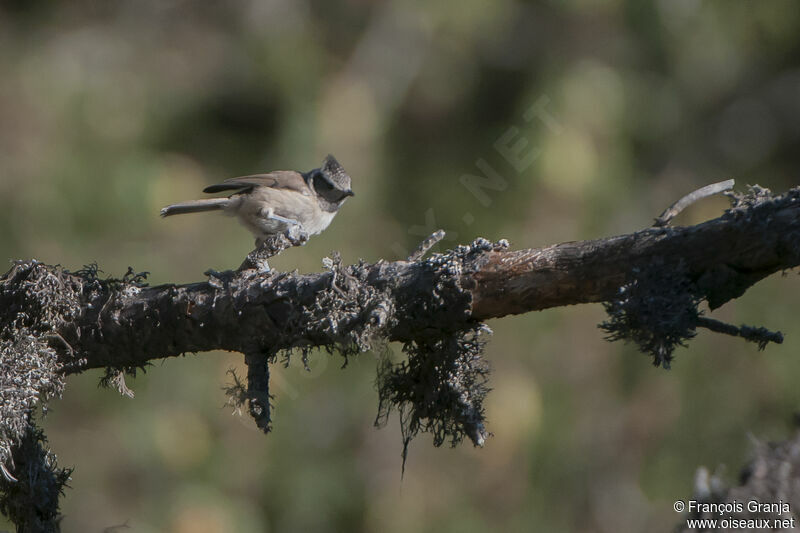 Mésange huppéeadulte