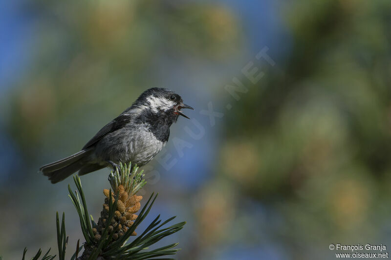 Coal Tit