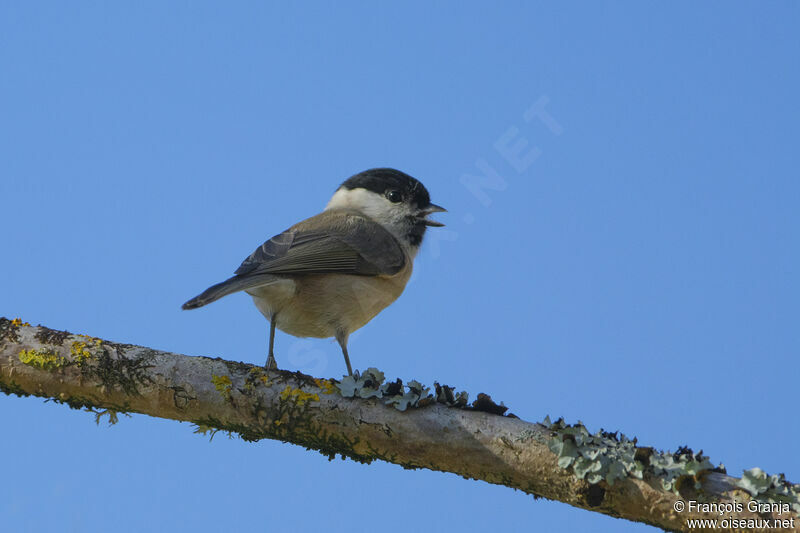 Mésange nonnette