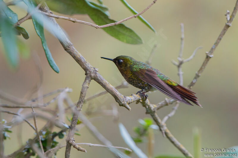 Tyrian Metaltail