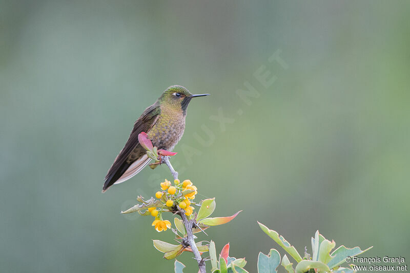 Viridian Metaltail