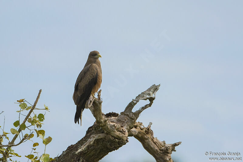 Yellow-billed Kiteadult