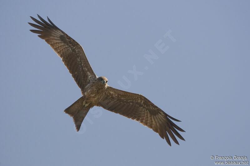 Black Kite