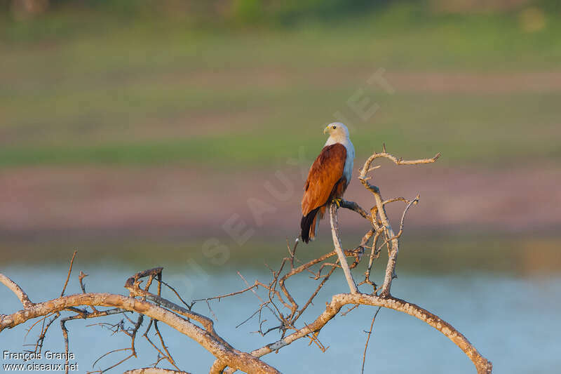 Brahminy Kiteadult, habitat, Behaviour