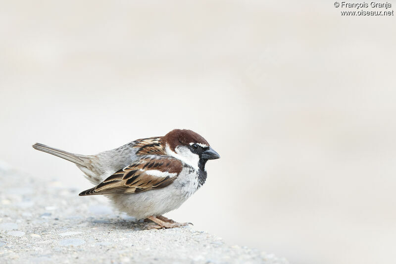 Moineau cisalpin mâle