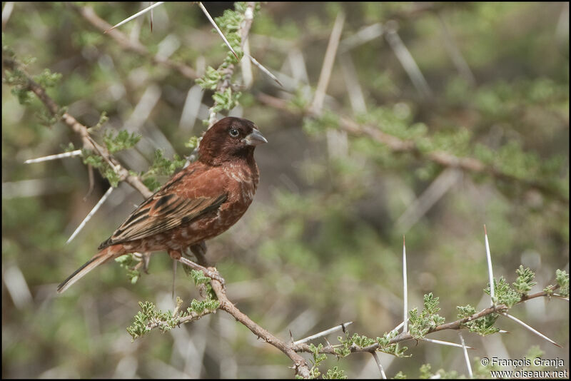 Moineau d'Emin mâle