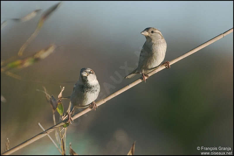 Moineau domestique adulte