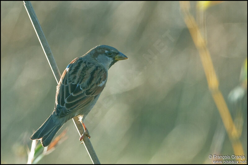 Moineau domestique mâle adulte