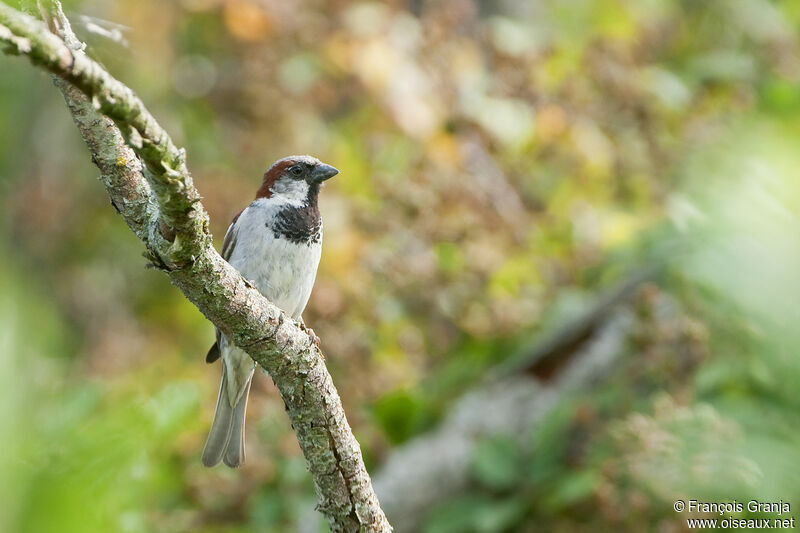 Moineau domestique mâle adulte