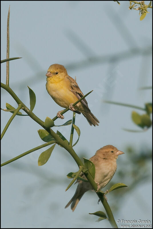 Moineau doré 