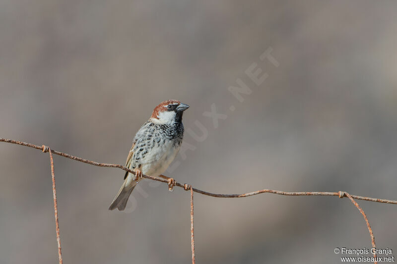 Spanish Sparrow male