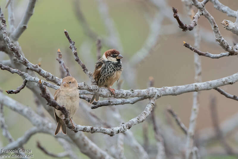 Spanish Sparrowadult, Behaviour