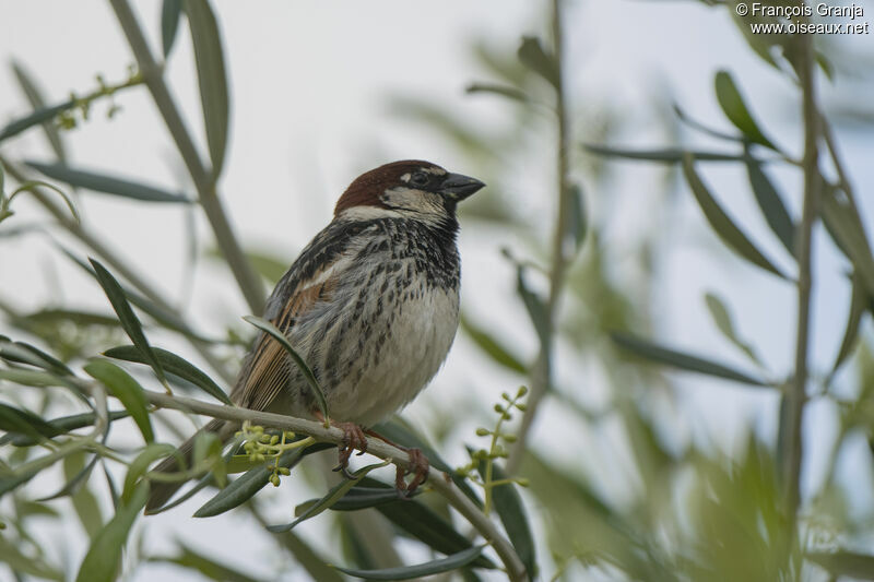 Spanish Sparrow male adult breeding