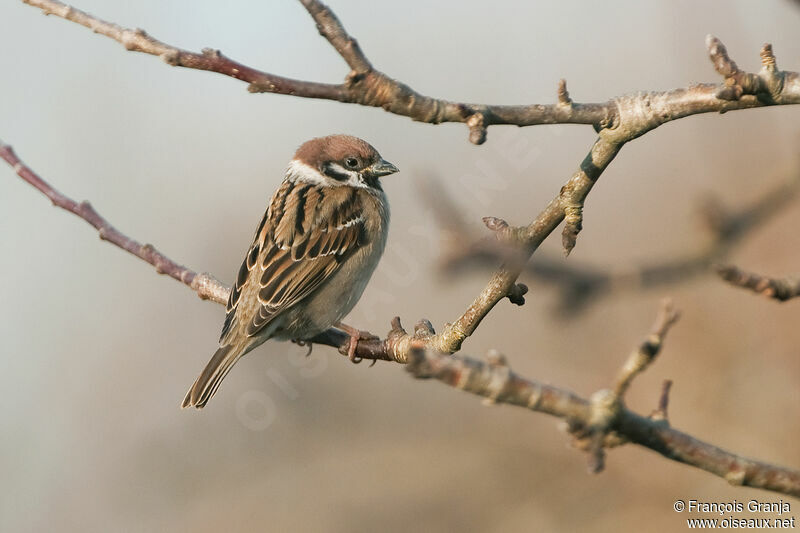 Moineau friquetadulte