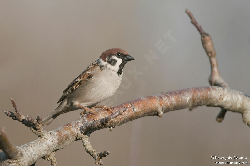 Moineau friquetadulte