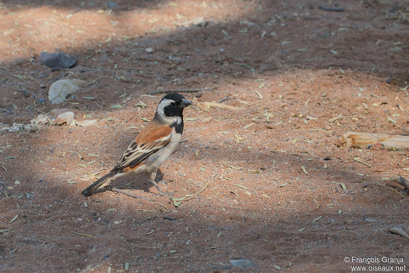 Cape Sparrow