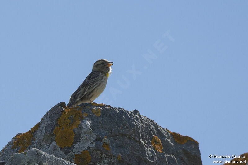 Rock Sparrow