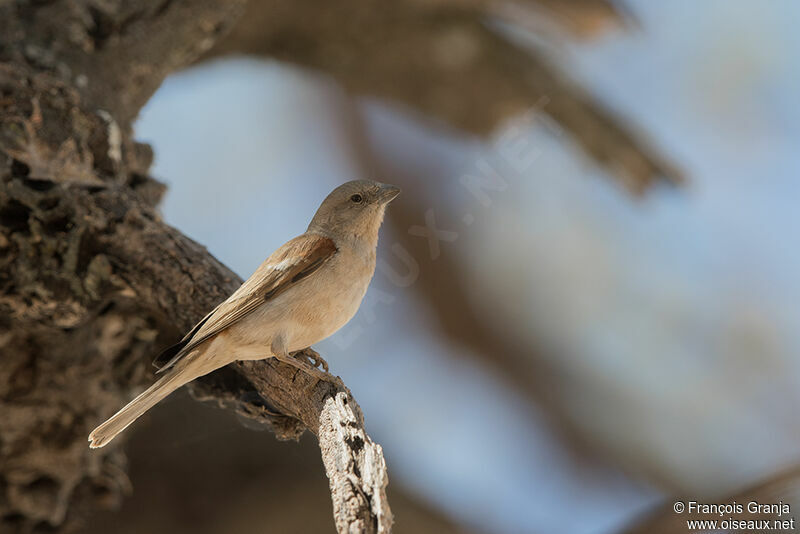 Moineau sud-africain