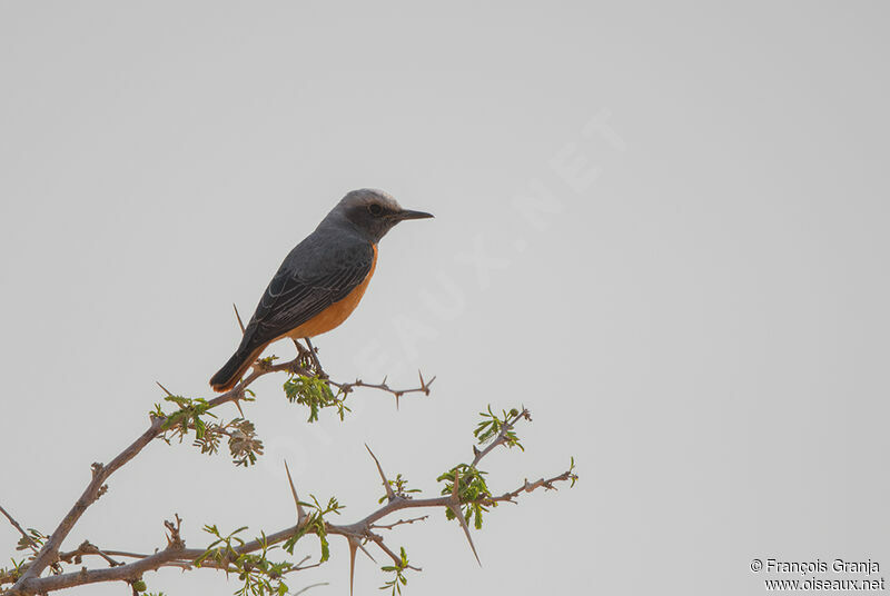 Short-toed Rock Thrush