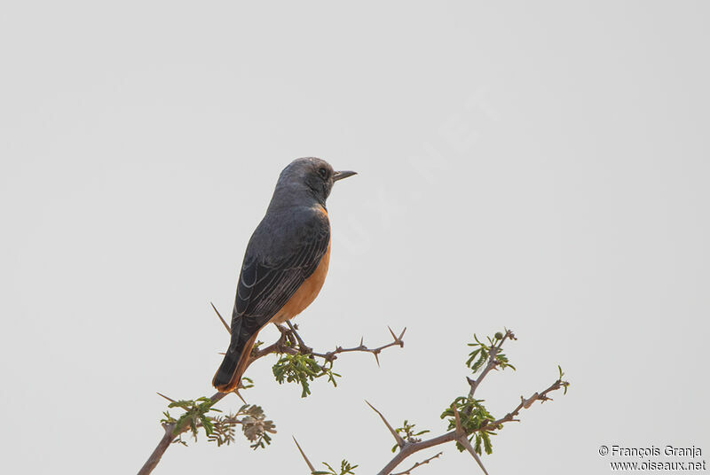 Short-toed Rock Thrush