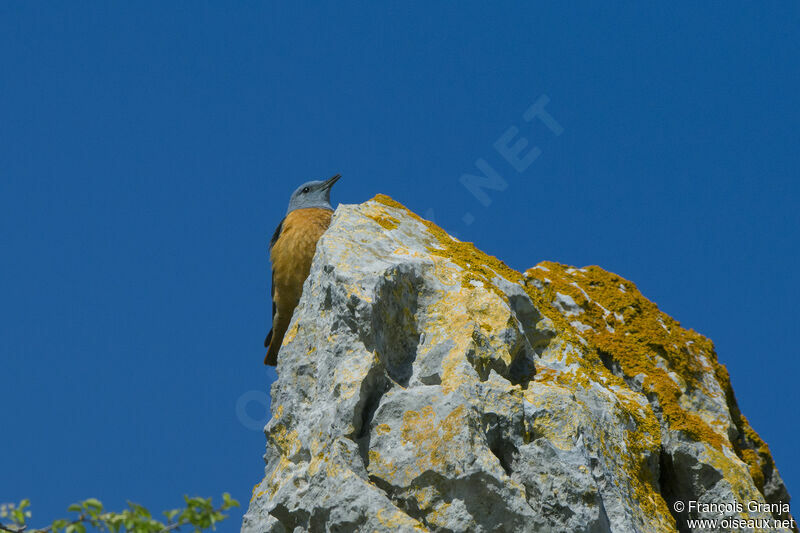 Common Rock Thrush male