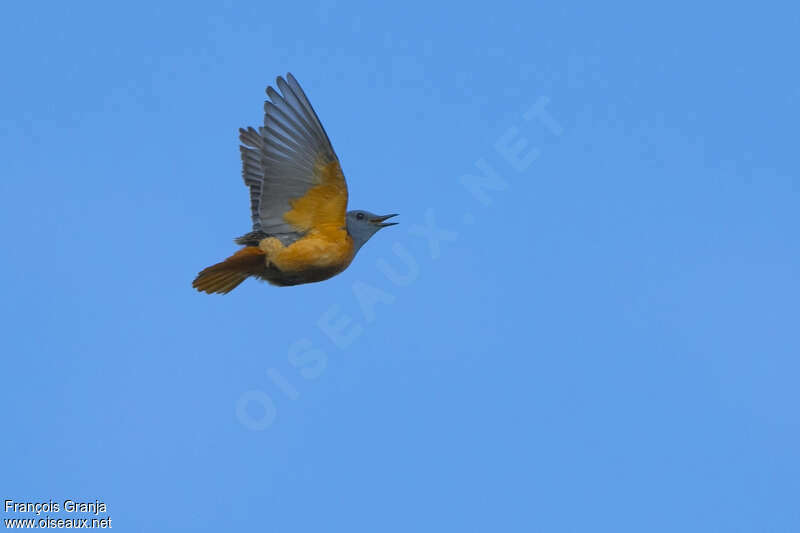 Common Rock Thrush male adult breeding, Flight, courting display, song