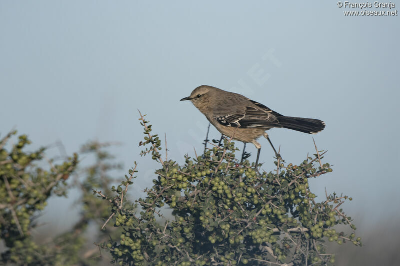 Moqueur de Patagonie