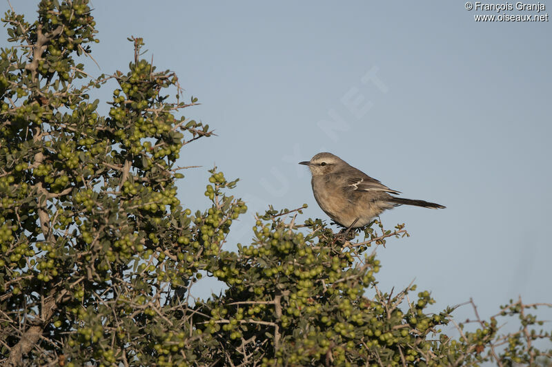 Moqueur de Patagonie