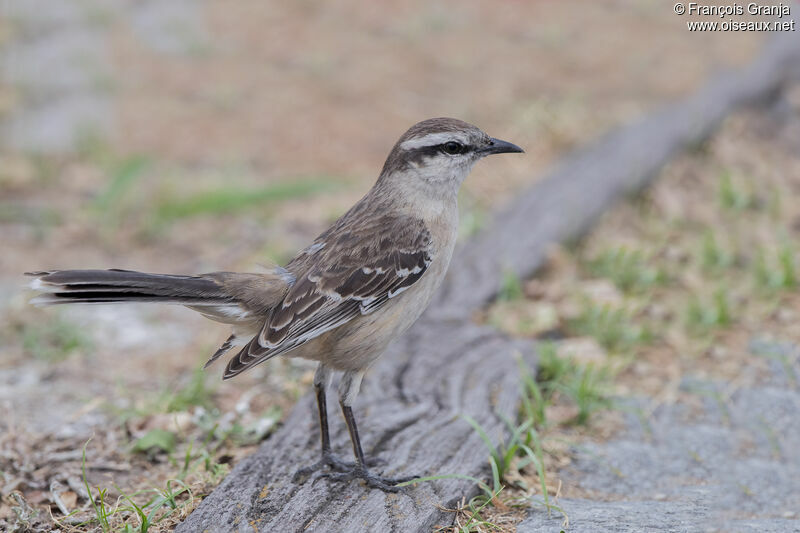 Chalk-browed Mockingbird