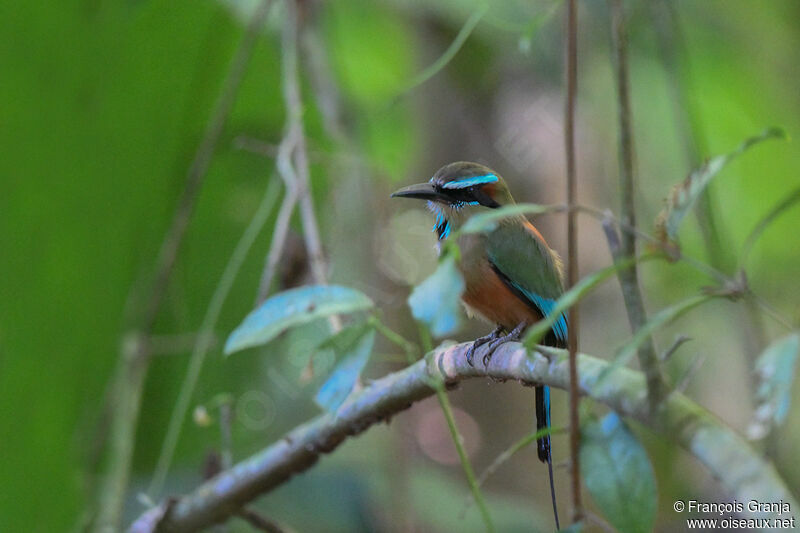 Motmot à sourcils bleus